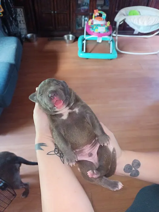 Gallatin Co Veterinary Services Picture 5