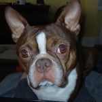 Carmi Veterinary Clinic