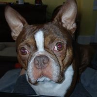 Carmi Veterinary Clinic ico