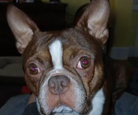 Carmi Veterinary Clinic