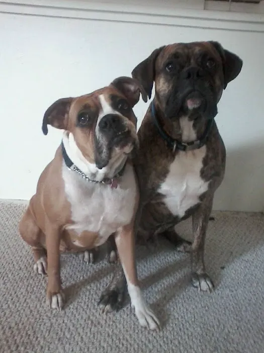 Carmi Veterinary Clinic Picture 6