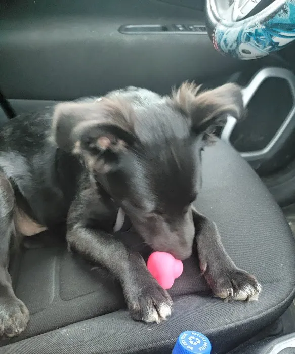 Carmi Veterinary Clinic Picture 8