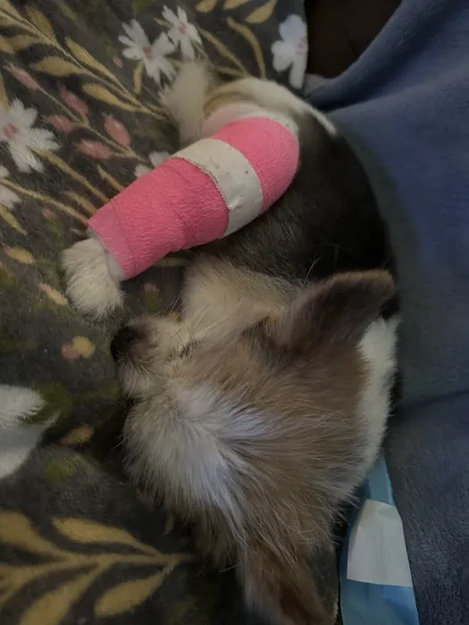 Meller-James & Associates Veterinary Services Picture 2