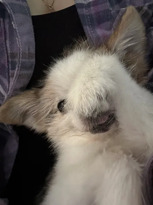 Meller-James & Associates Veterinary Services Picture 1