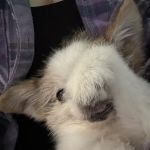 Meller-James & Associates Veterinary Services