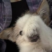 Meller-James & Associates Veterinary Services ico