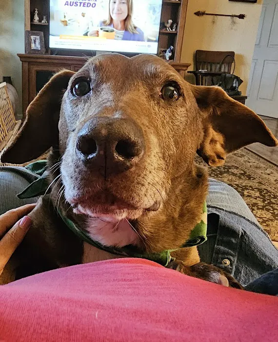 Meller-James & Associates Veterinary Services Picture 4