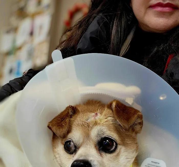 Meller-James & Associates Veterinary Services Picture 5