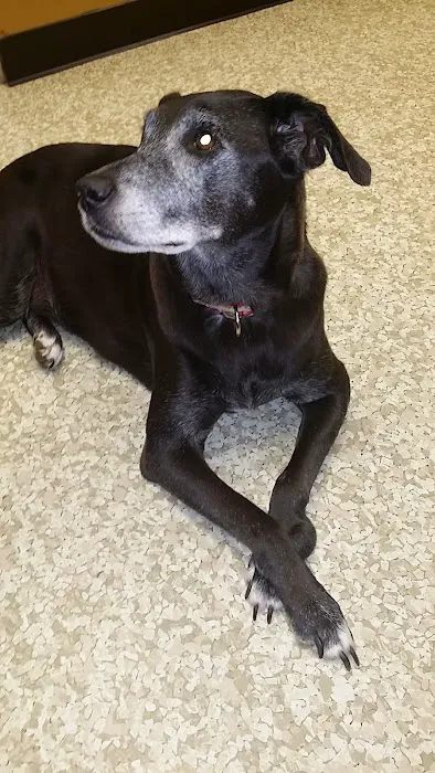 Meller-James & Associates Veterinary Services Picture 8