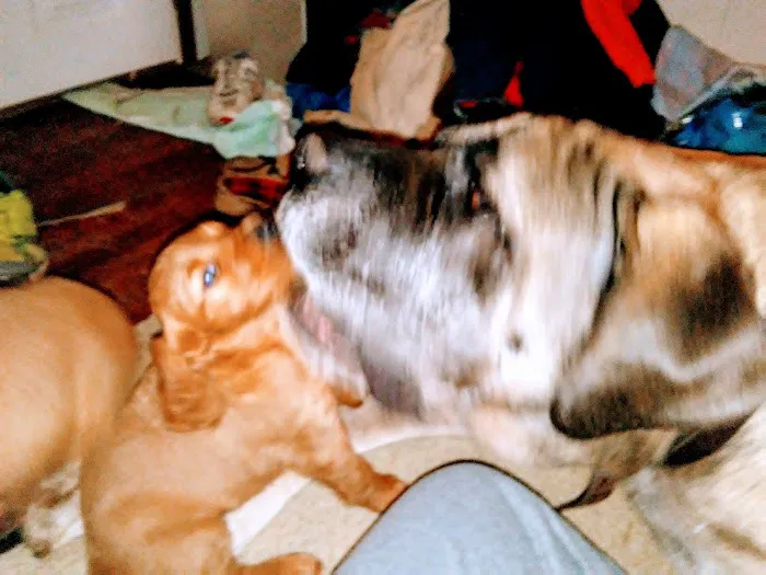 Meller-James & Associates Veterinary Services Picture 10