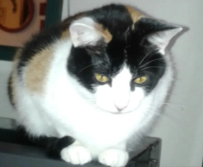 Haire Veterinary Clinic Picture 2