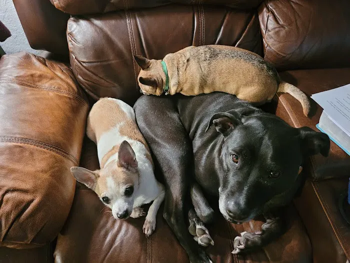 Anheuser Animal Clinic Picture 1