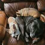 Anheuser Animal Clinic