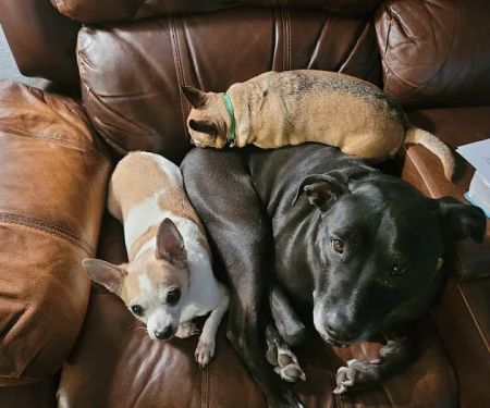 Anheuser Animal Clinic