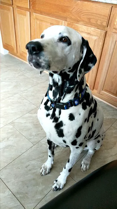 Anheuser Animal Clinic Picture 6