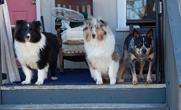 Anheuser Animal Clinic Picture 3