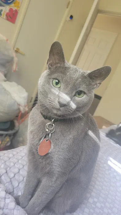 Anheuser Animal Clinic Picture 8