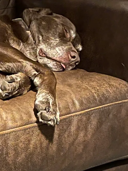 Anheuser Animal Clinic Picture 7