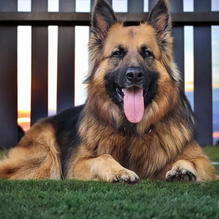 Vetco Vaccination Clinic Picture 5