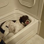 Tesson Ferry Veterinary Hospital