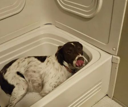 Tesson Ferry Veterinary Hospital