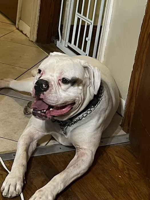 Tesson Ferry Veterinary Hospital Picture 4