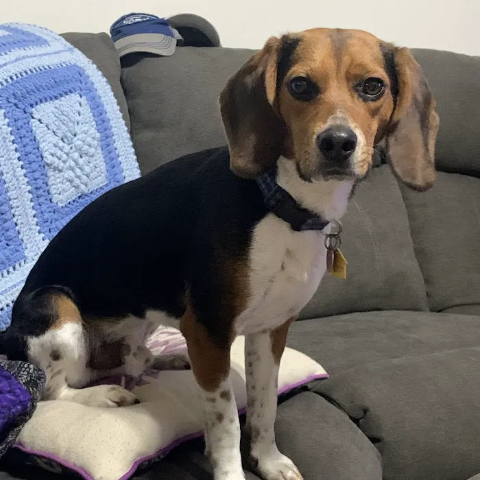 Tesson Ferry Veterinary Hospital Picture 9