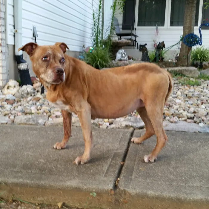 Tesson Ferry Veterinary Hospital Picture 7