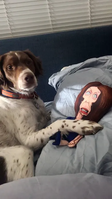 Tesson Ferry Veterinary Hospital Picture 6