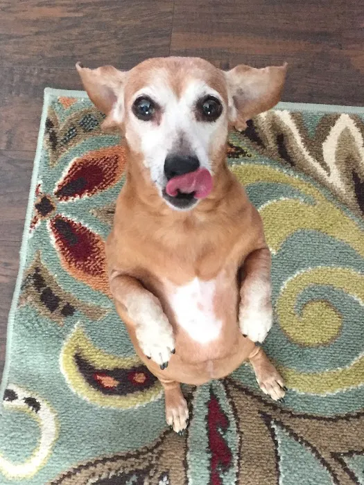 Tesson Ferry Veterinary Hospital Picture 10