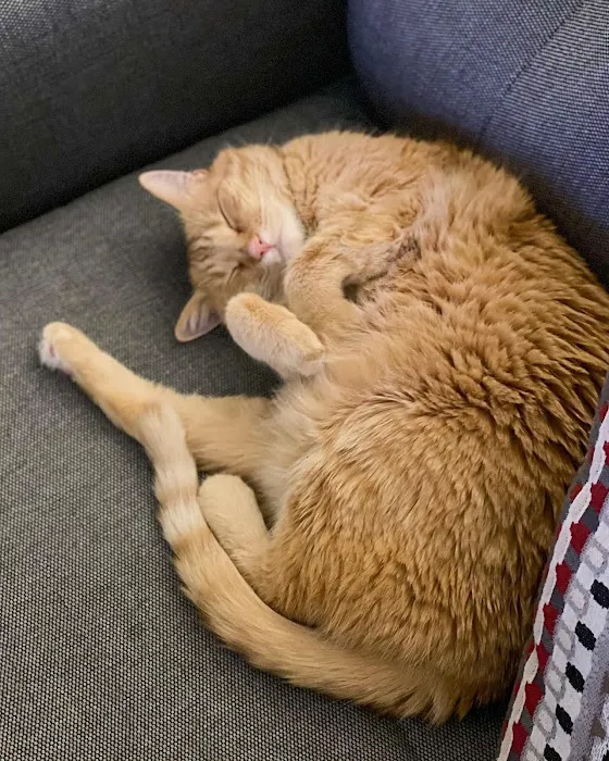 Family Pet Hospital Picture 8