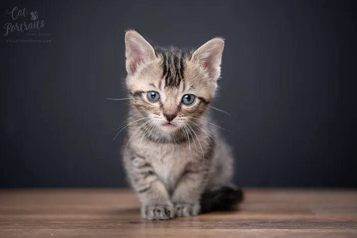 Family Pet Hospital Picture 5