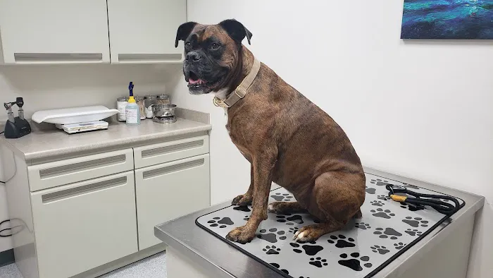 Family Pet Hospital Picture 7