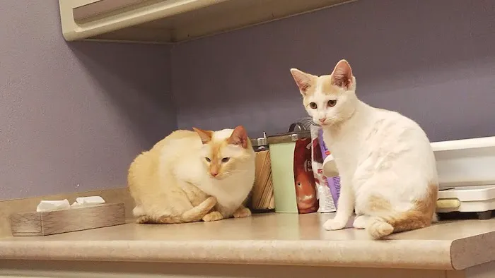 Family Pet Hospital Picture 3