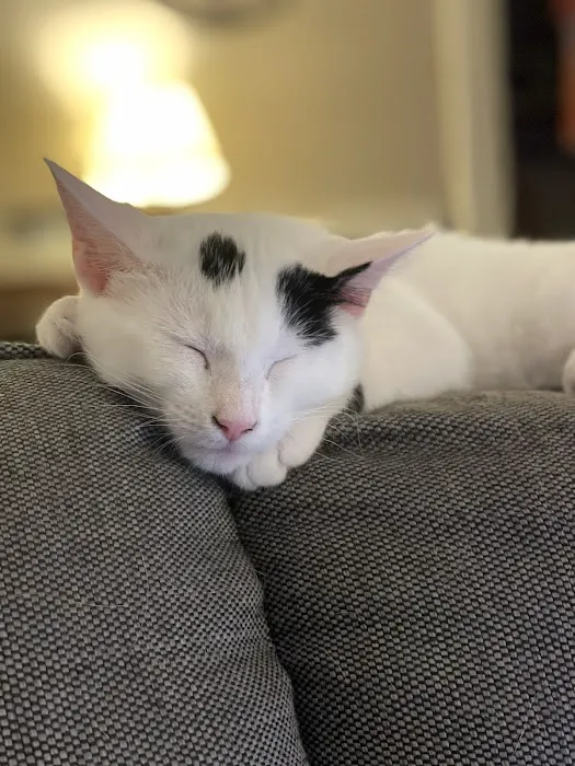 Family Pet Hospital Picture 10