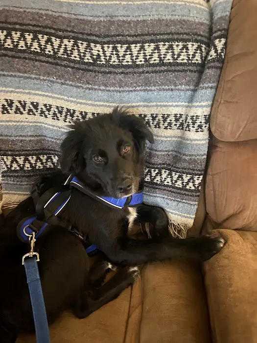 Banfield Pet Hospital Picture 2