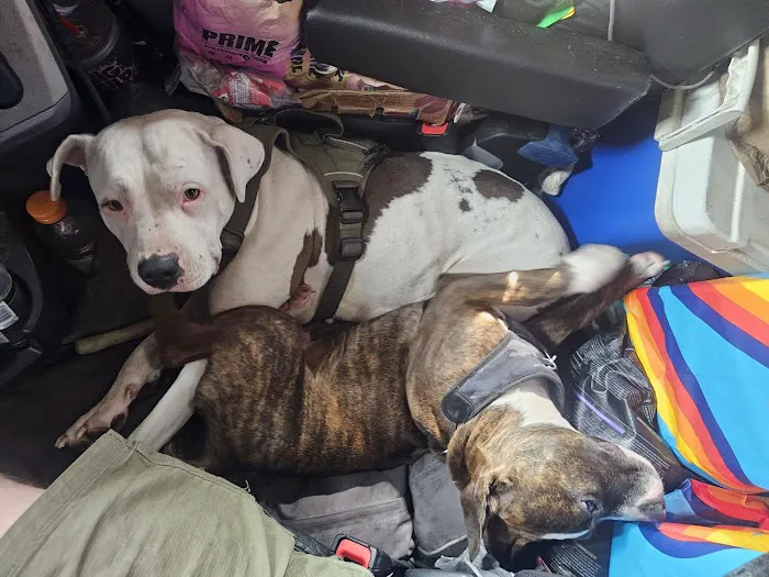 Banfield Pet Hospital Picture 5