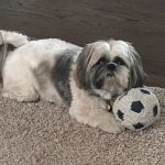 Tender Care Animal Hospital