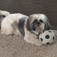 Tender Care Animal Hospital ico