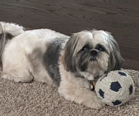 Tender Care Animal Hospital