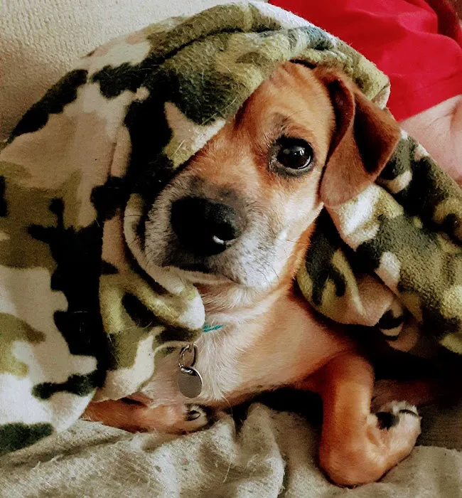 Tender Care Animal Hospital Picture 2