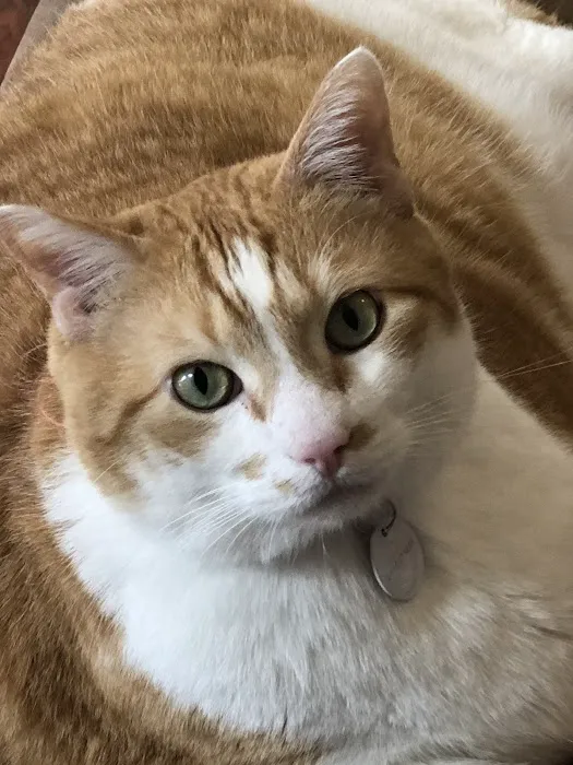 Tender Care Animal Hospital Picture 6