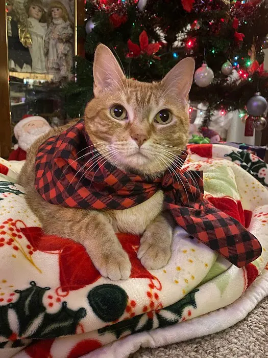 Tender Care Animal Hospital Picture 3