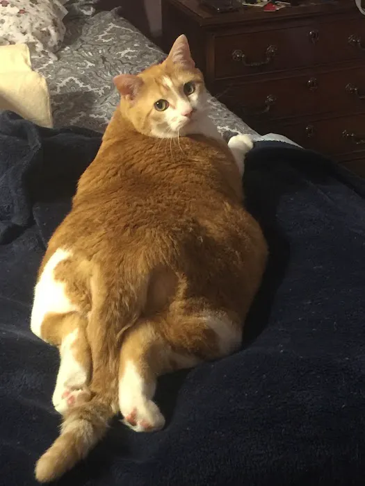 Tender Care Animal Hospital Picture 5