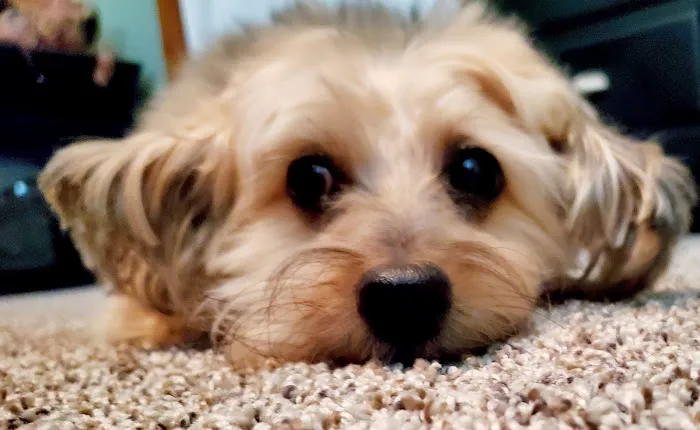 Tender Care Animal Hospital Picture 8