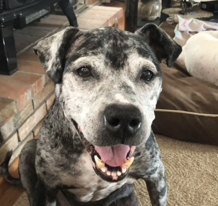 Animal Eye Associates of St. Louis- Ellisville Picture 1