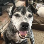 Animal Eye Associates of St. Louis- Ellisville