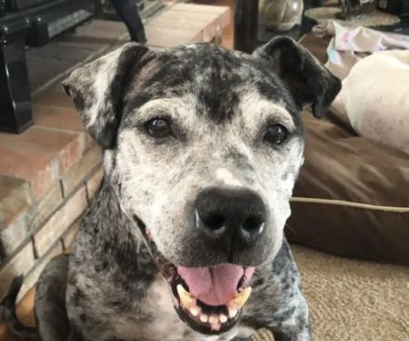 Animal Eye Associates of St. Louis- Ellisville