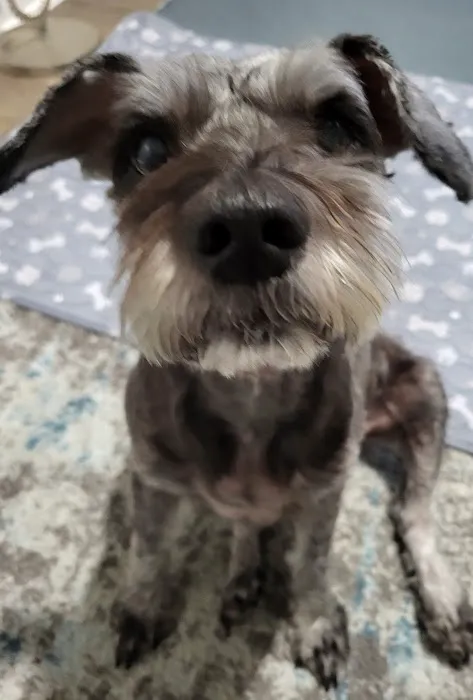 Animal Eye Associates of St. Louis- Ellisville Picture 4