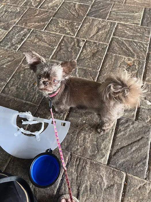 Animal Eye Associates of St. Louis- Ellisville Picture 6